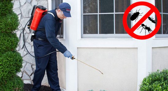 Karasu Hamam Böceği İlaçlama böcek ilaçlama ve haşere kontrolü — ilaclama-tr.com
